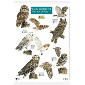 FSC Fold-out Chart - Guide to British Owls and Owl Pellets