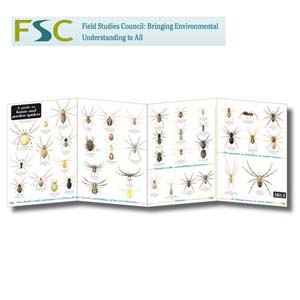FSC Fold-out Chart - Spiders