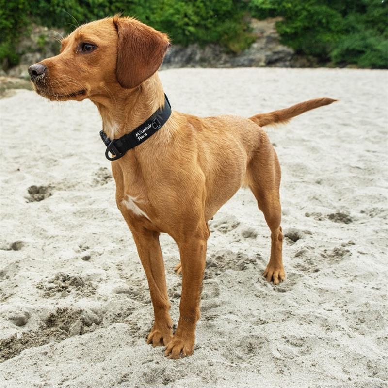 Mountain Paws Extra Tough Dog Collar Navy