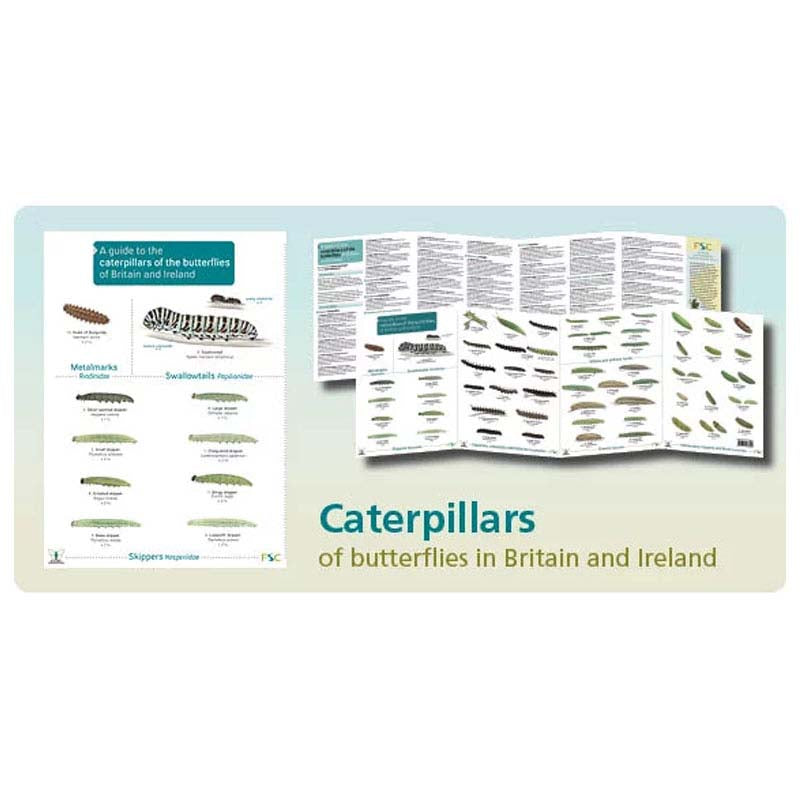 FSC Fold-out Chart - Caterpillars
