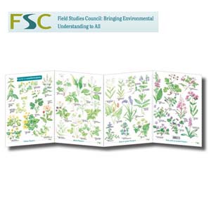 FSC Fold-out Chart - Woodland Plants