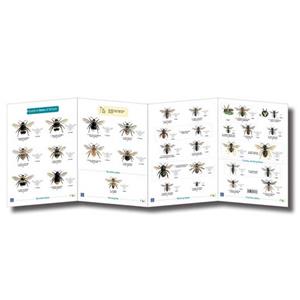 FSC Fold-out Chart - Bees