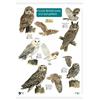 FSC Fold-out Chart - Guide to British Owls and Owl Pellets