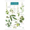 FSC Fold-out Chart - Guide to Foraging - Top 25 Edible Plants